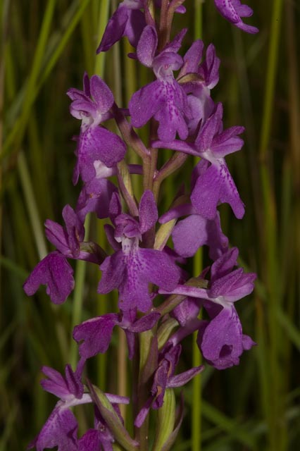 Orchis mascula e Anacamptis palustris